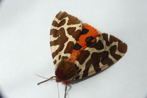 Arctia caja